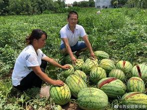平乡网红吃瓜事件,揭秘网络舆论的风云变幻 第3张 平乡网红吃瓜事件,揭秘网络舆论的风云变幻 第3张